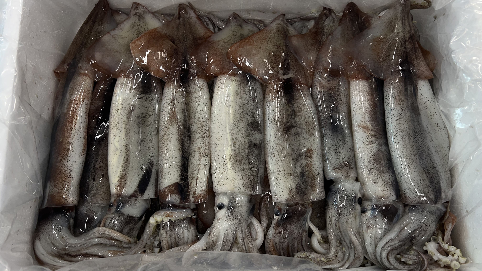 손질 통오징어(1.5kg,약 6~7미)